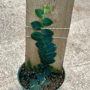 Rhaphidophora Cryptantha 4"