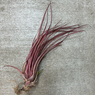 Capitata Maroon 7-10