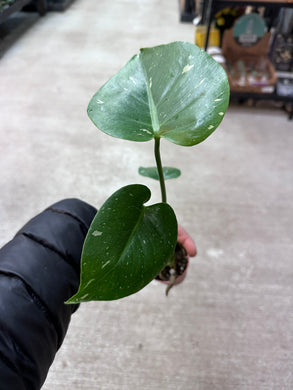 Monstera deliciosa 'Thai Constellation'  2