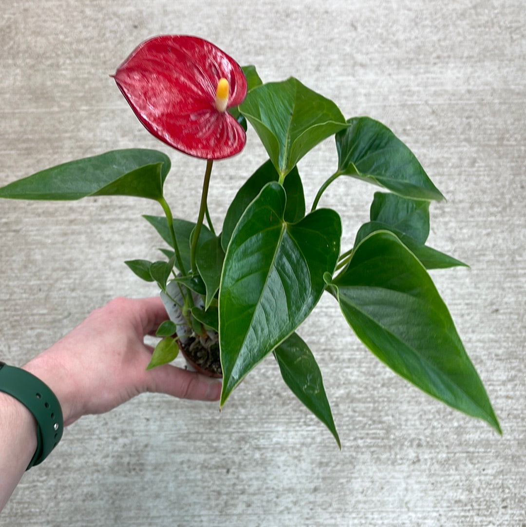 Anthurium Asst 2"