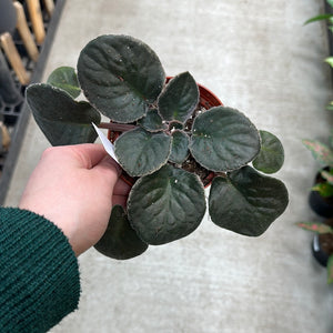 Saintapaulia sp. 4" - Collector/Speciality African Violet