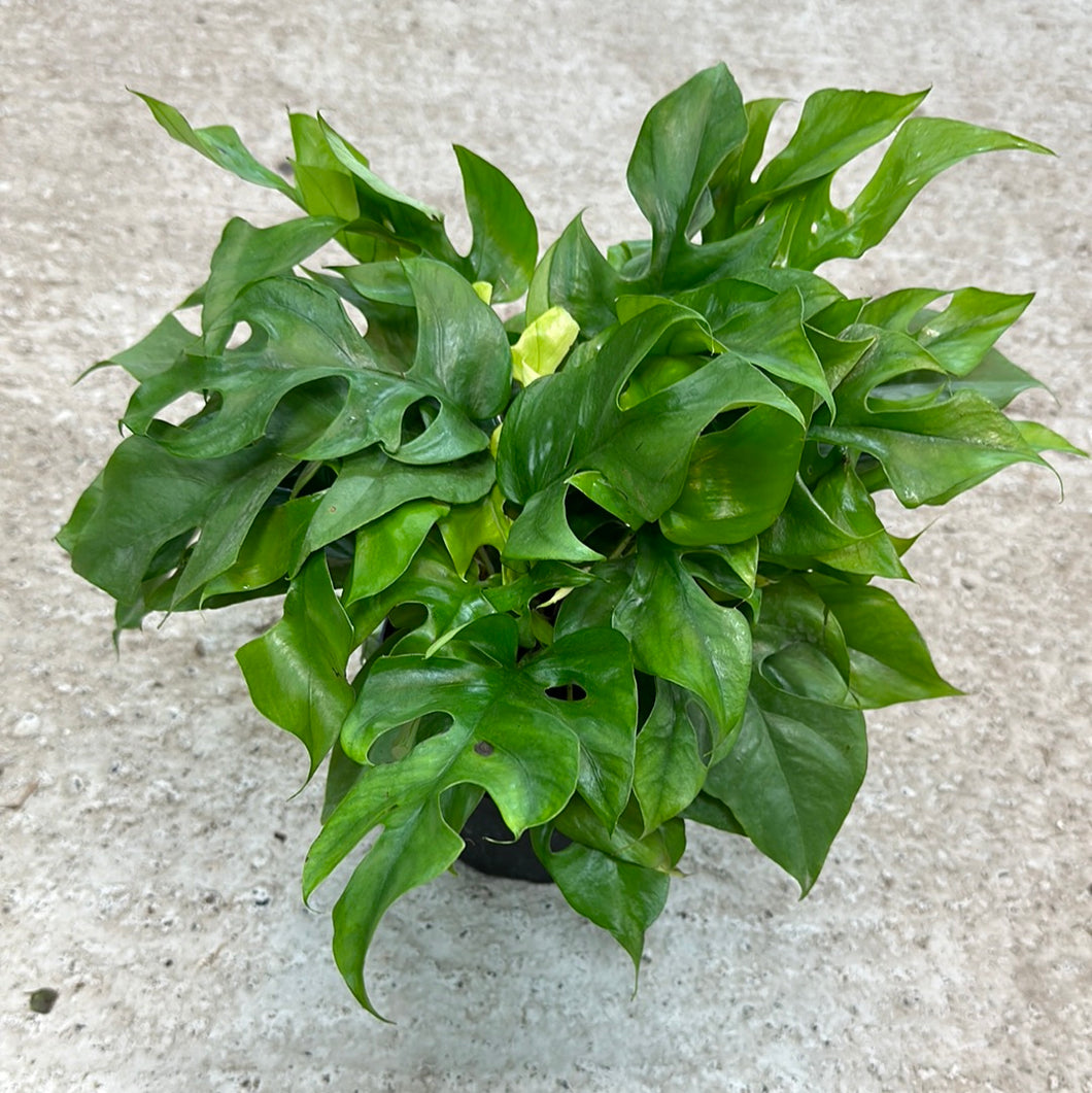Rhaphidophora Tetrasperma 6