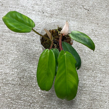 Load image into Gallery viewer, Philodendron Squamifermum Cup