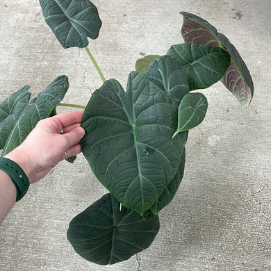 Alocasia 'Maharani' 6