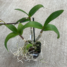 Load image into Gallery viewer, Dendrobium &#39;Burana Sundae&#39;