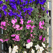 Load image into Gallery viewer, Saintapaulia ionantha 2&quot; - African Violet