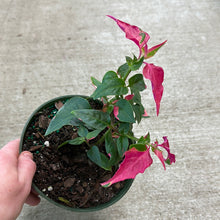 Load image into Gallery viewer, Alternanthera Party Time 6&quot;