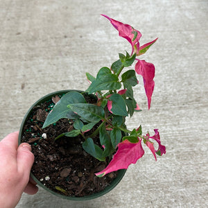 Alternanthera Party Time 6"