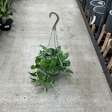 Load image into Gallery viewer, Scindapsus &#39;Silver Satin&#39; 8&quot; HB -  Hanging Basket