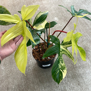 Philodendron Florida Beauty 6"