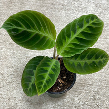 Load image into Gallery viewer, Calathea Warscewiczii 4&quot;