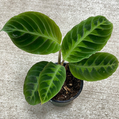 Calathea Warscewiczii 4