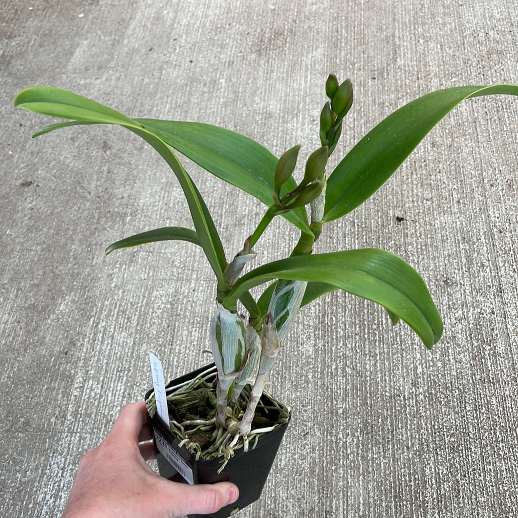 Dendrobium 'Spring Fragrance'