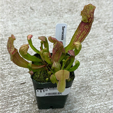 Load image into Gallery viewer, Sarracenia 2&quot;