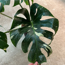 Load image into Gallery viewer, Monstera Thai Constellation Extra Large 8&quot; - Plant &quot;D&quot;