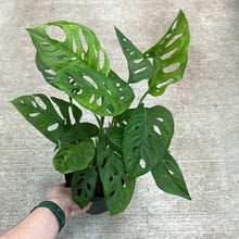 Load image into Gallery viewer, Monstera adansonii 6&quot; - Swiss Cheese Plant