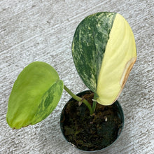 Load image into Gallery viewer, Scindapsus Jade Satin Variegated 2&quot;