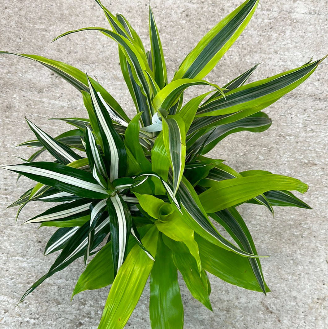 dracaena dracaena sp Dracaena sp. 8"