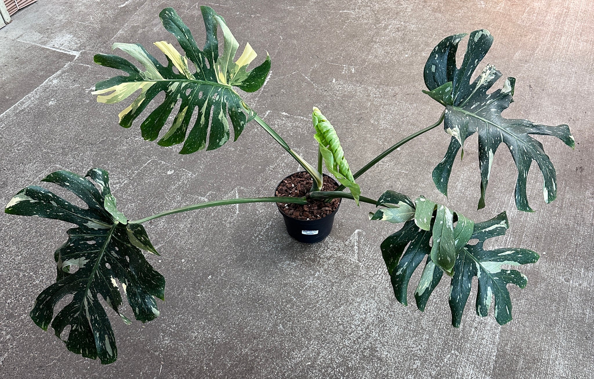 big monstera thai constellation Monstera Thai Constellation Extra Large 8"