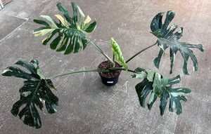 Monstera Thai Constellation Extra Large 8" - Plant "C"