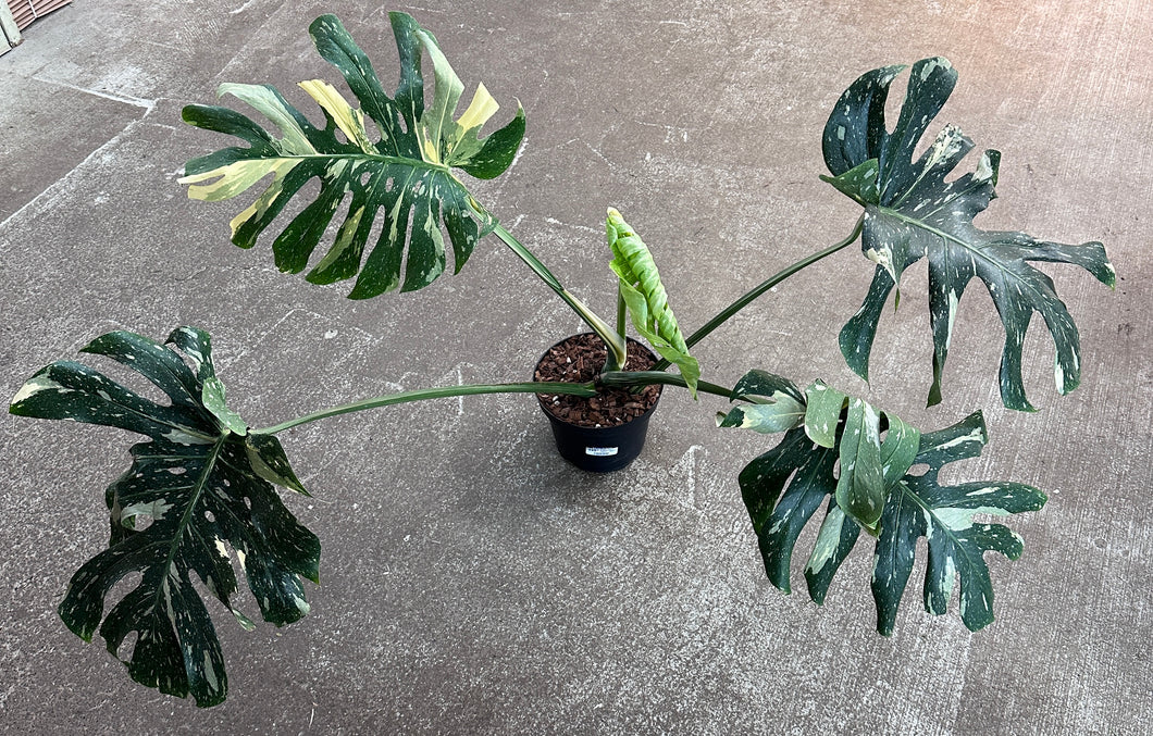 Monstera Thai Constellation Extra Large 8