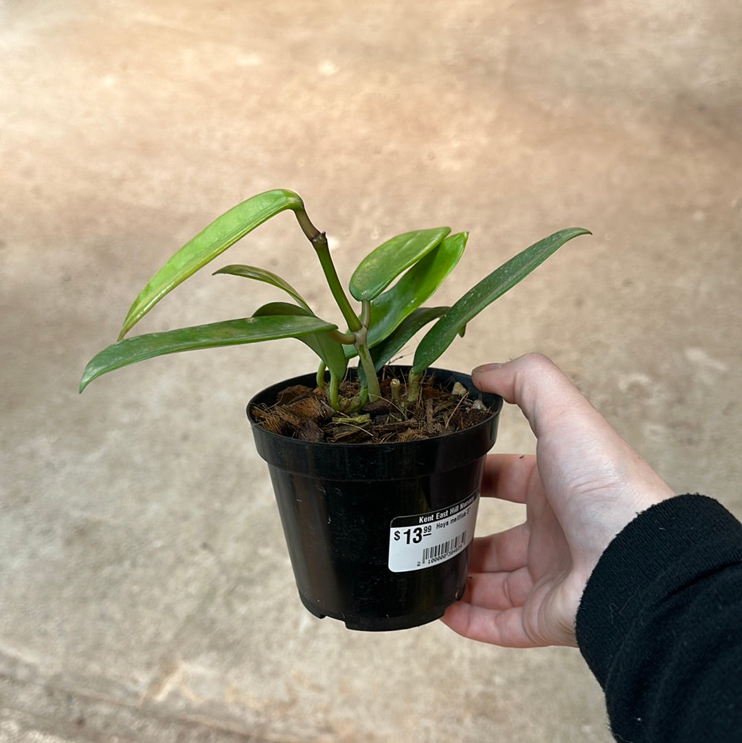 Hoya meliflua 4