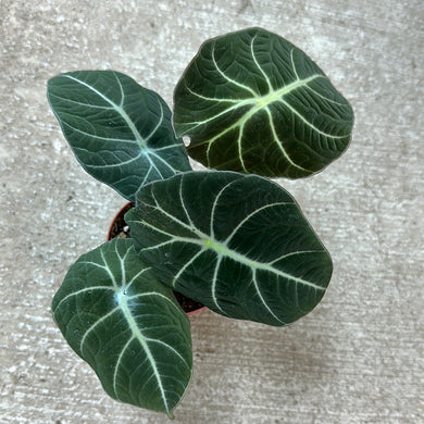 Alocasia 'Black Velvet' 4