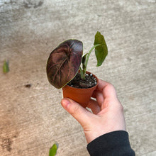 Load image into Gallery viewer, Alocasia azlanii  2&quot;