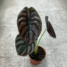 Load image into Gallery viewer, Alocasia cuprea &#39;Red Secret&#39; 4&quot;
