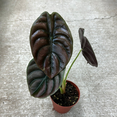 Alocasia cuprea 'Red Secret' 4