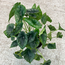 Load image into Gallery viewer, Alocasia Reversa 6&quot;