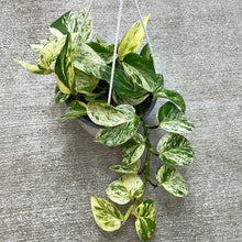 Load image into Gallery viewer, Epipremnum &#39;Marble Queen&#39; 6&quot; HB - Marble Queen Pothos