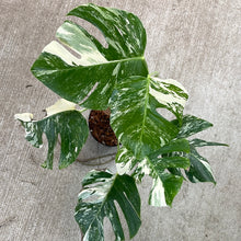 Load image into Gallery viewer, Monstera Albo 6&quot; - Plant C