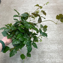 Load image into Gallery viewer, Cissus sp. 6&quot;
