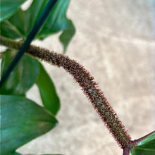 Load image into Gallery viewer, Philodendron Squamiferum 10&quot;