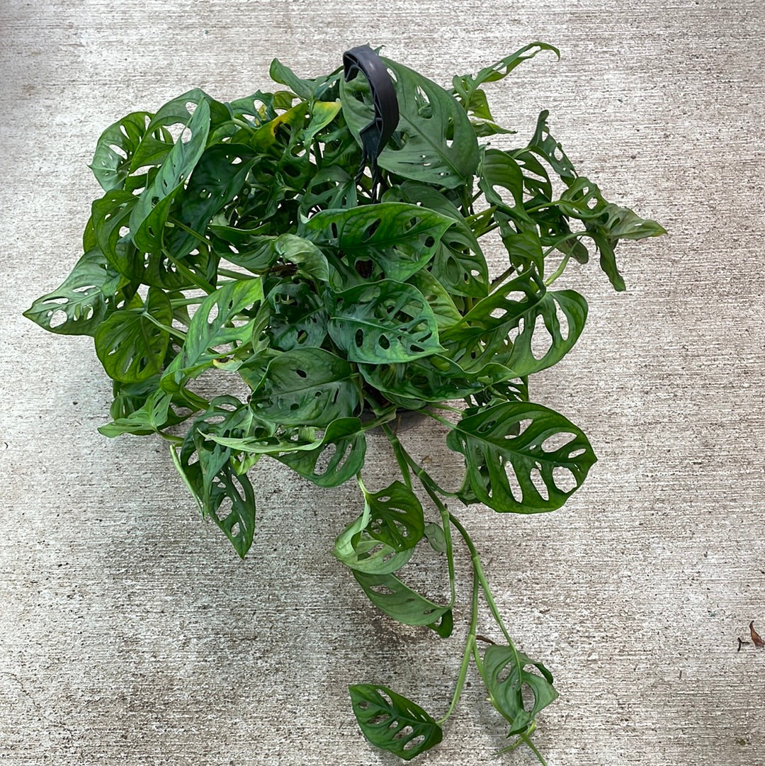 rare swiss cheese plant Monstera Adansonii 8" HB