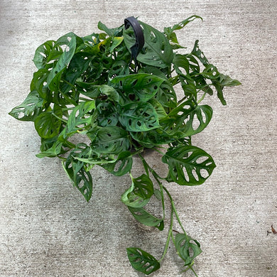 Monstera Adansonii 8