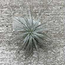 Load image into Gallery viewer, Tectorum 1-3&quot;
