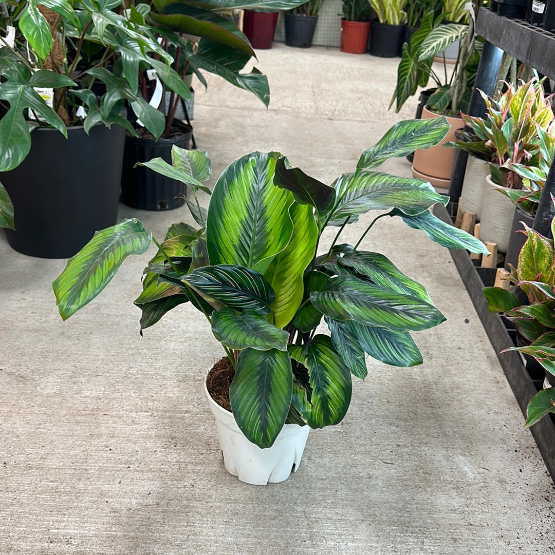 sansevieria cylindrica katzen SANSEVIERIA CYLINDRICA STRAIGH online kaufen bei potflourri main image 1