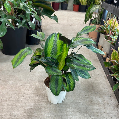 Calathea Beauty Star 8