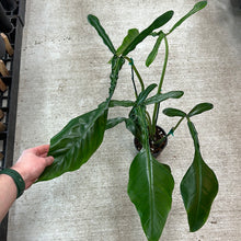 Load image into Gallery viewer, Philodendron Joepii 6&quot;