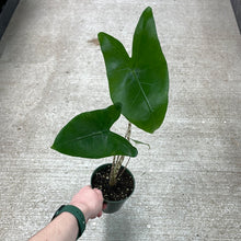 Load image into Gallery viewer, Alocasia Tigrina 4&quot;