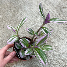 Load image into Gallery viewer, Tradescantia &#39;Nanouk&#39; 4&quot;