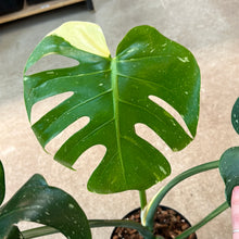 Load image into Gallery viewer, Monstera Thai Constellation Extra Large 8&quot; - Plant &quot;D&quot;