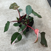 Load image into Gallery viewer, Philodendron Pink Princess 6&quot;