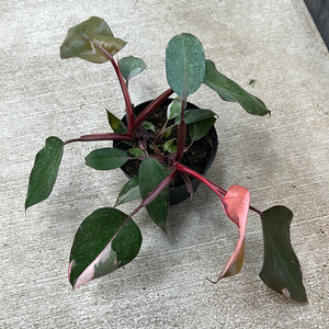 Philodendron Pink Princess 6"