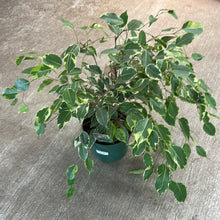 Load image into Gallery viewer, Ficus benjamina variegata 8&quot; - Variegated Weeping Fig
