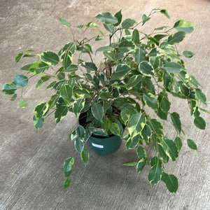 Ficus benjamina variegata 8" - Variegated Weeping Fig