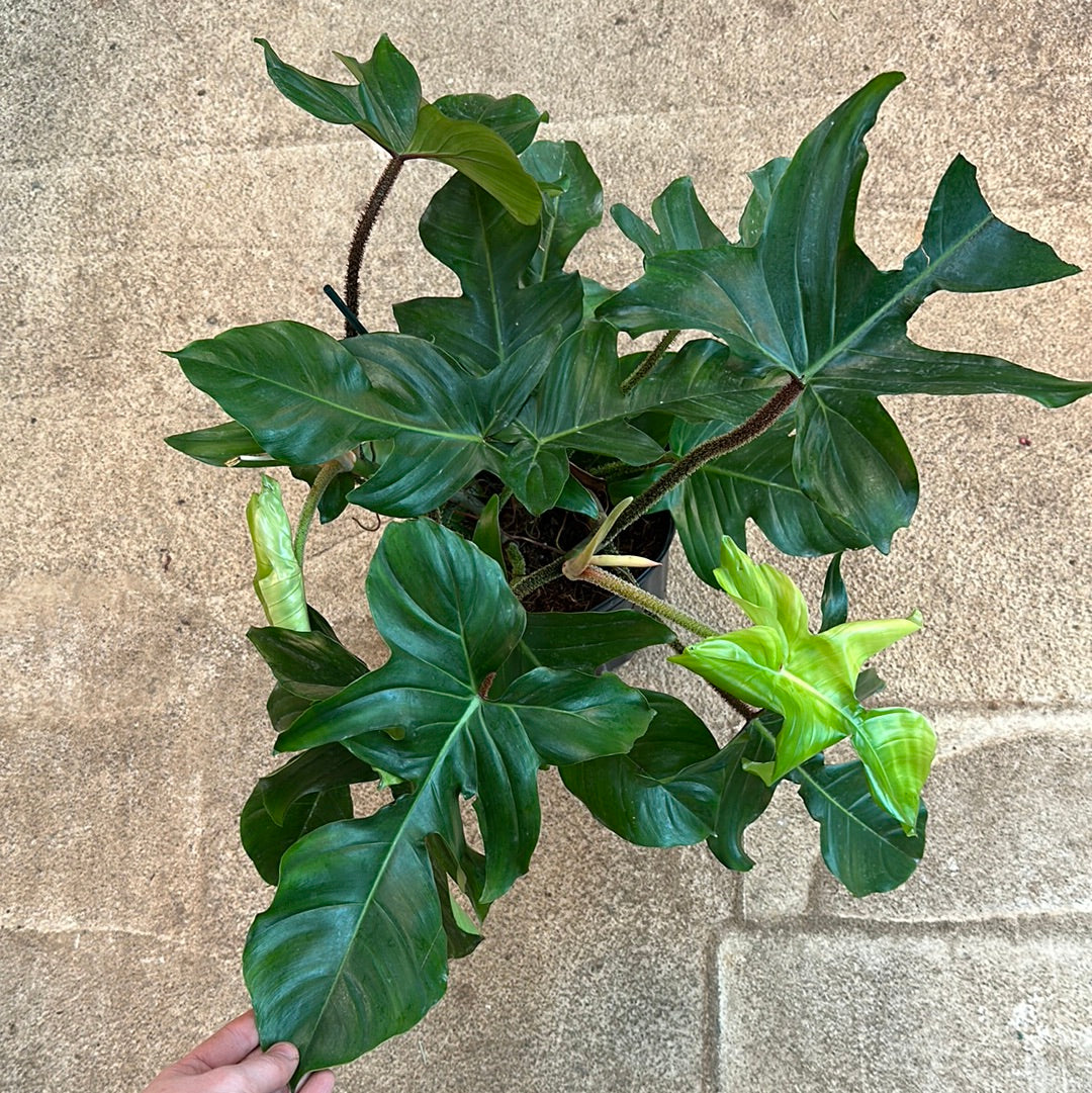 philodendron squamiferum magic mask Philodendron Squamiferum 10