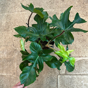 Philodendron Squamiferum 10"